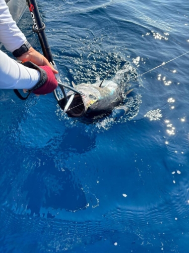 Pêche du Thon- Fabien Fernandez Fishing