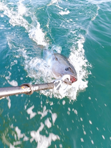 Pêche du Thon- Fabien Fernandez Fishing