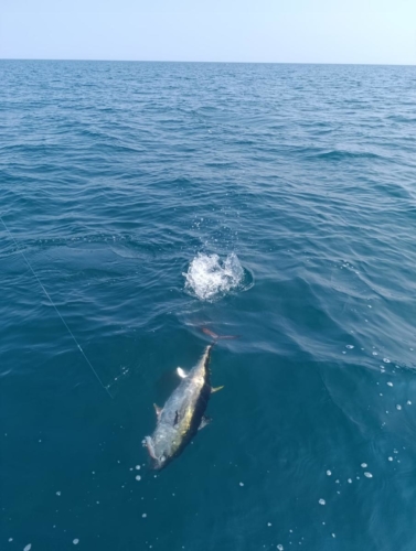 Pêche du Thon- Fabien Fernandez Fishing